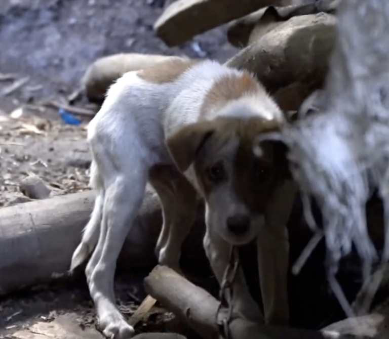 Dog meat trade in Thailand